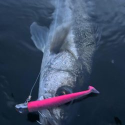 リバーシーバス