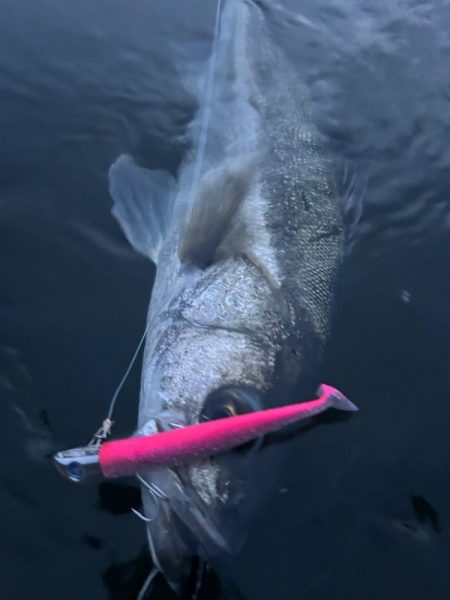 リバーシーバス