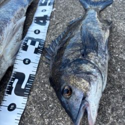 エビ撒きでスズキ釣れました