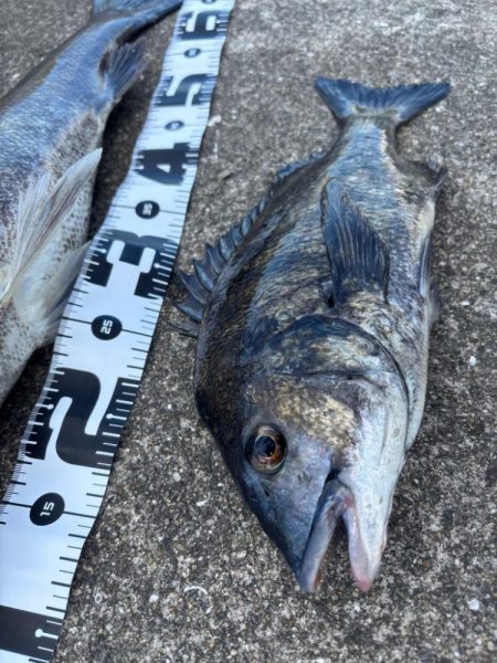 エビ撒きでスズキ釣れました