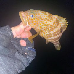 カサゴとキジハタ