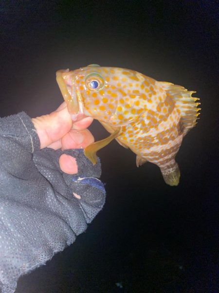 カサゴとキジハタ