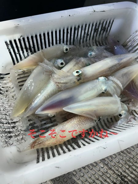 今期初イカメタル！