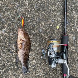 アジング&マイクロジギング