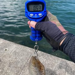 久しぶりのイカget‼︎