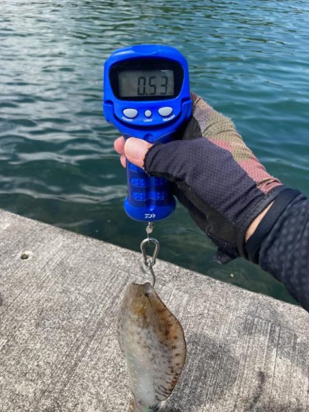 久しぶりのイカget‼︎