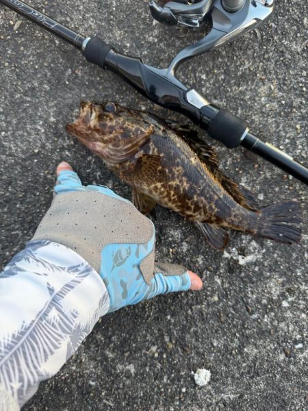 ロックフィッシュ