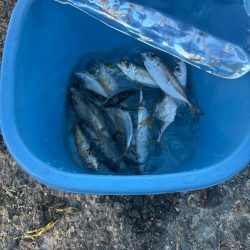 アジュール舞子　朝マズメサビキ釣行