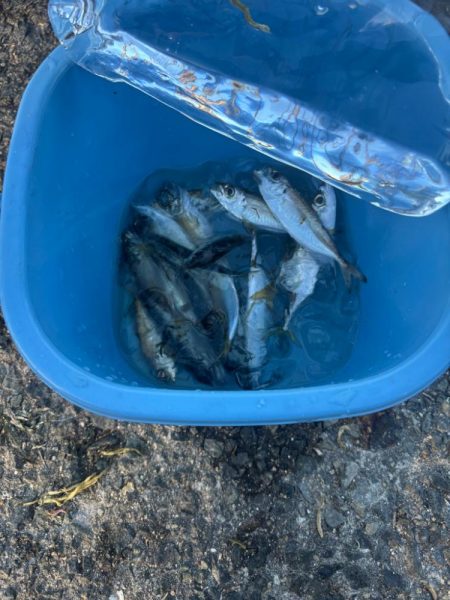 アジュール舞子　朝マズメサビキ釣行