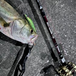 戻ってきたシーバスくん!