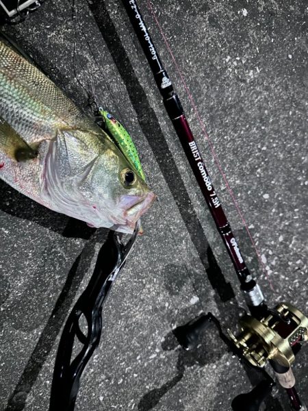 戻ってきたシーバスくん！