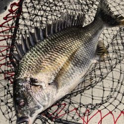 ヘチってきました