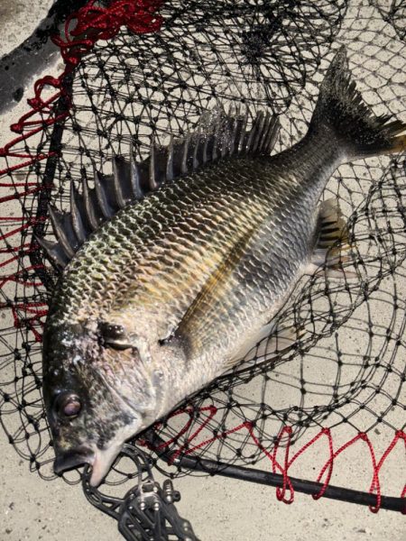 ヘチってきました