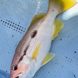 根魚/落とし込み