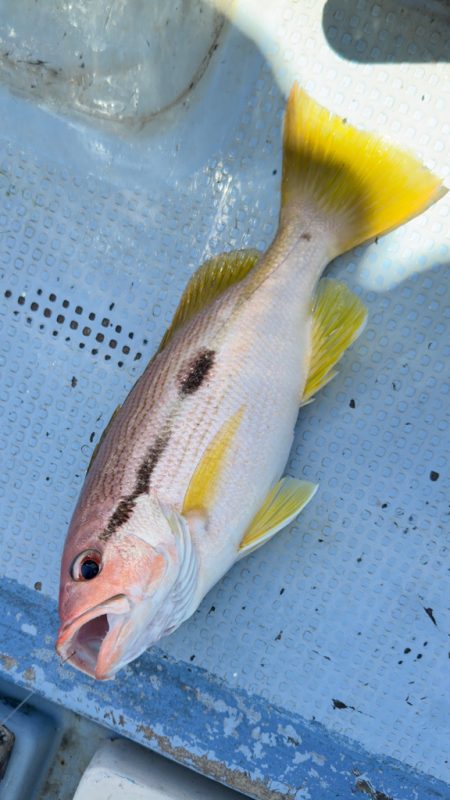 根魚/落とし込み