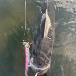 リバーシーバス