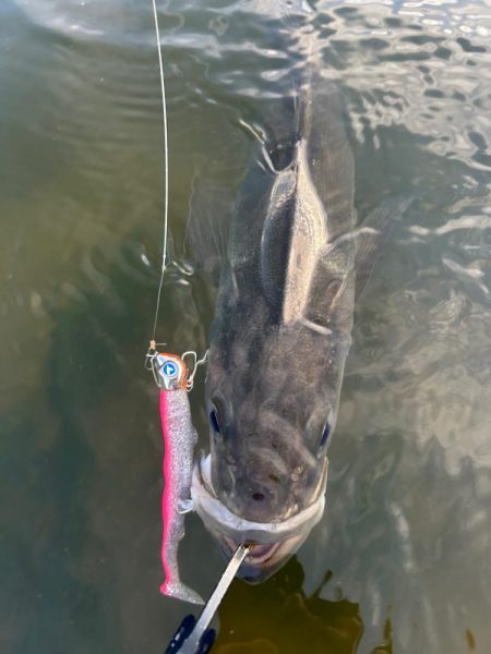 リバーシーバス