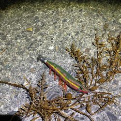 ケンサキエギング