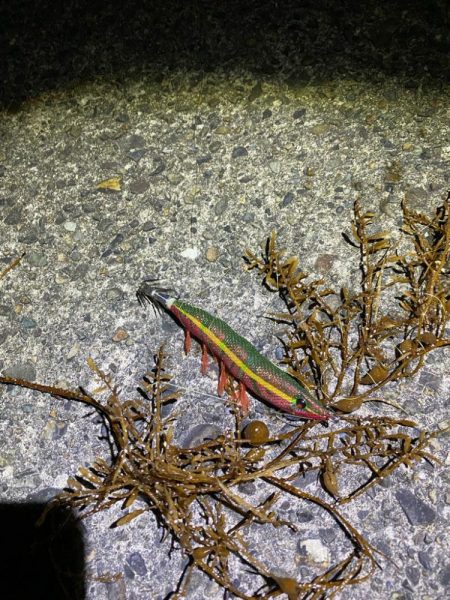 ケンサキエギング