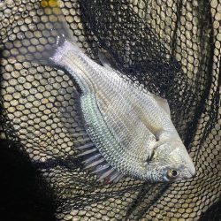 淀川ブリームゲーム