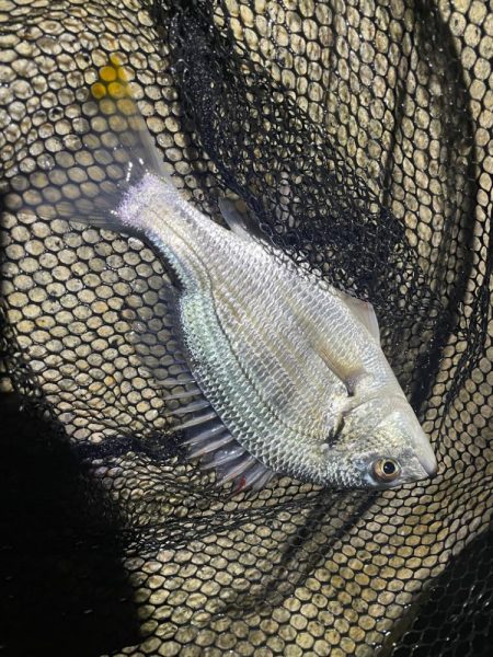 淀川ブリームゲーム