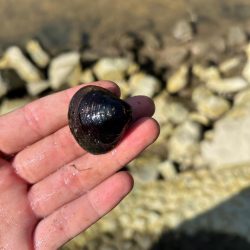 チニング、、、？