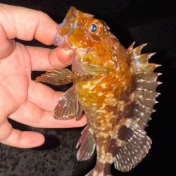 疲れた身体に癒しを求めて…