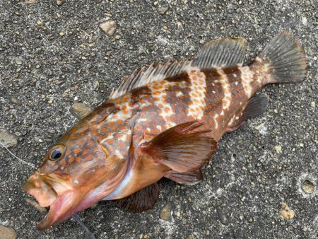 デイアコウがんばる・・・アコウ4