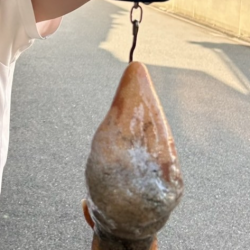 明石沖タコ釣り!自己新記録出ました!