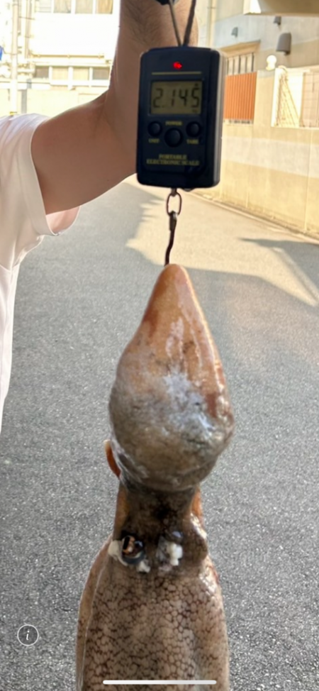 明石沖タコ釣り!自己新記録出ました!