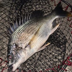 ヘチってきました