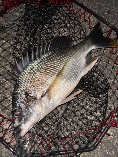 ヘチってきました