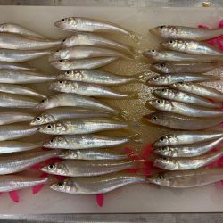 朝マヅメキス釣査