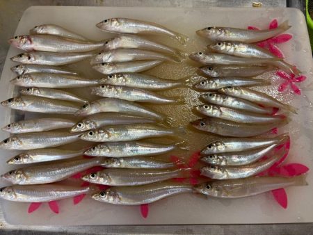 朝マヅメキス釣査