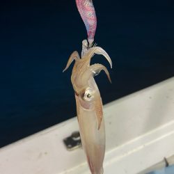 ケンサキイカ/イカメタル・オモリグ