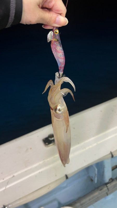 ケンサキイカ/イカメタル・オモリグ