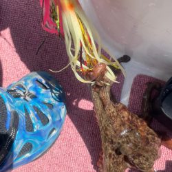 タチウオどこ？タコどこ？（苦笑）