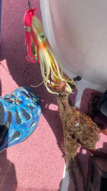 タチウオどこ？タコどこ？（苦笑）