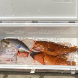 SLJで満足サイズのイサキにアコウ！