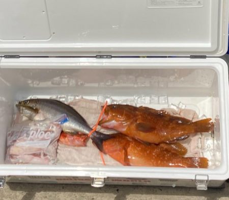 SLJで満足サイズのイサキにアコウ！