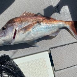 タイラバ　ラクマル