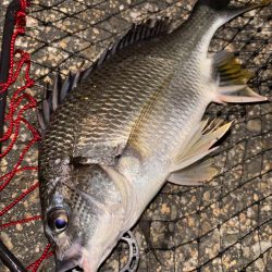 ヘチってきました