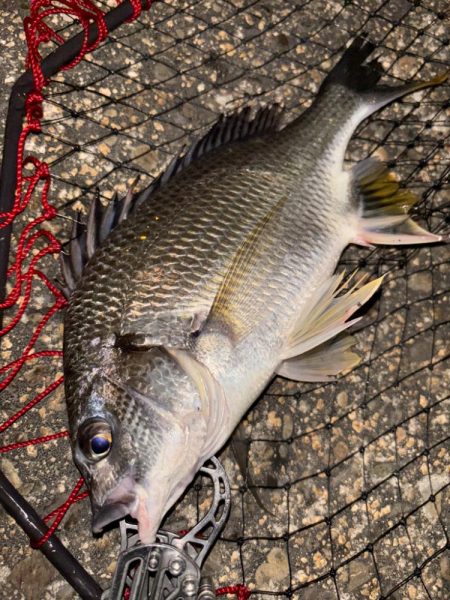 ヘチってきました