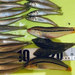 フグ少なし、キス多し。