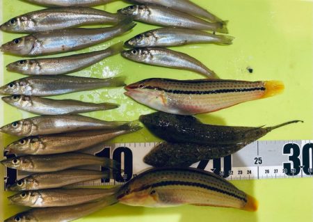 フグ少なし、キス多し。