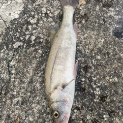 シーバスと根魚