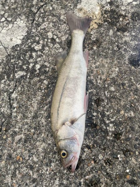 シーバスと根魚