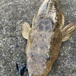 ロックフィッシュゲーム