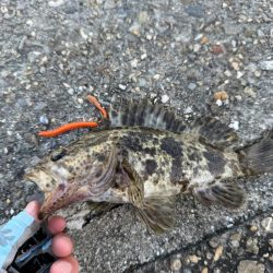 ロックフィッシュ