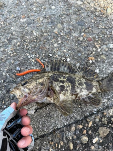 ロックフィッシュ